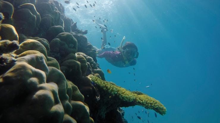 在昆士蘭州道格拉斯港的大堡礁浮潛©昆士蘭州旅遊及活動推廣局