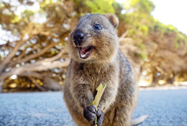 西澳州羅特尼斯島的短尾矮袋鼠©澳洲旅遊局