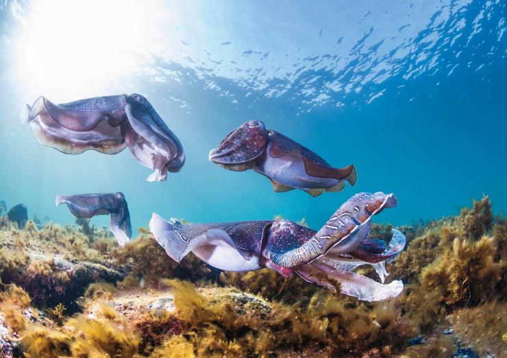 Swim with the cuttlefish, Stony Point, South Australia © South Australia Tourism Commission