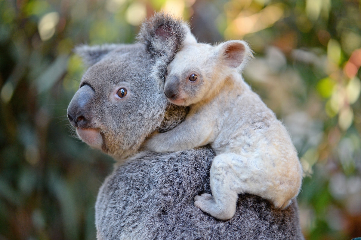 かわいすぎるオーストラリアの動物10選 オーストラリア政府観光局