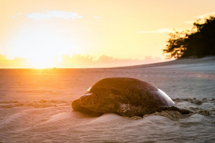 Schildkröte am Strand bei Sonnenaufgang © James Vodicka