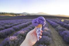 Lavendeleis © Bridestowe Lavender Estate