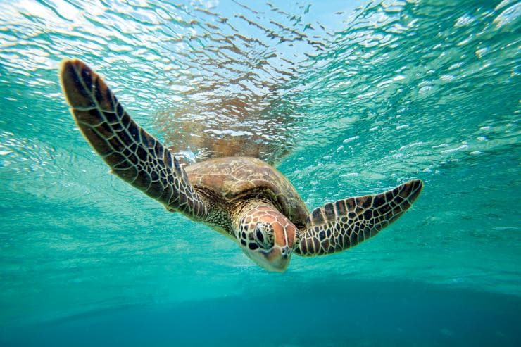 Grüne Meeresschildkröte, Lady Elliot Island, Great Barrier Reef, Queensland © Tourism & Events Queensland