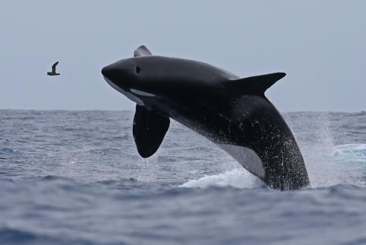佈雷默灣附近的佈雷默海底峽谷中一隻虎鯨在躍身擊浪©Naturaliste Charters