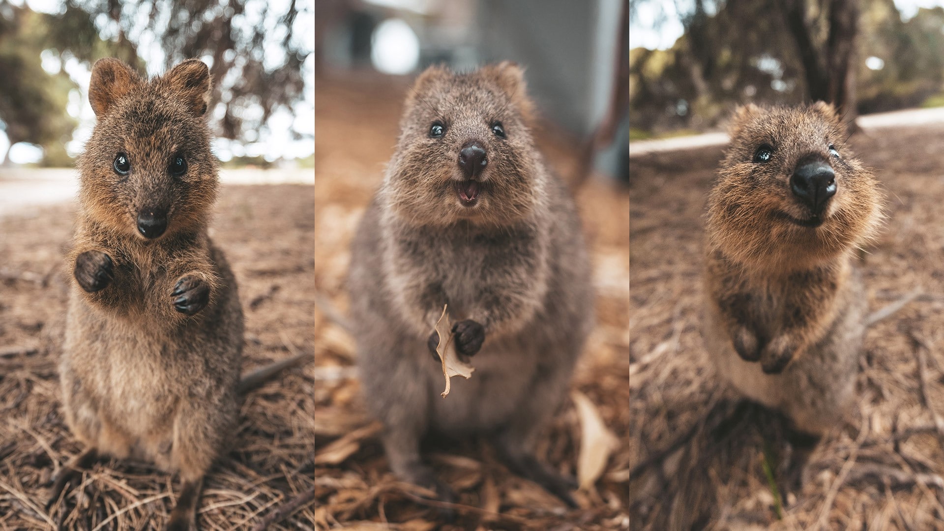 How to get the perfect quokka selfie - Tourism Australia