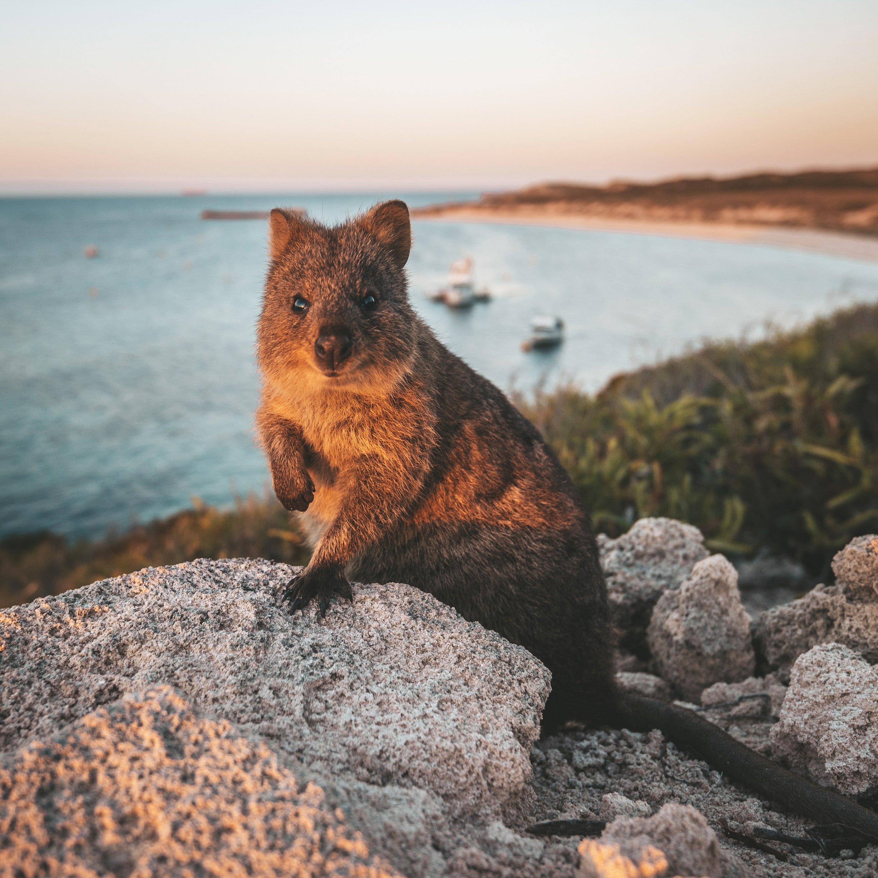 魅力的な野生動物 オーストラリア政府観光局