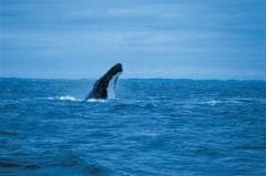 Observation des baleines près d'Augusta, Australie Occidentale © Tourism Western Australia
