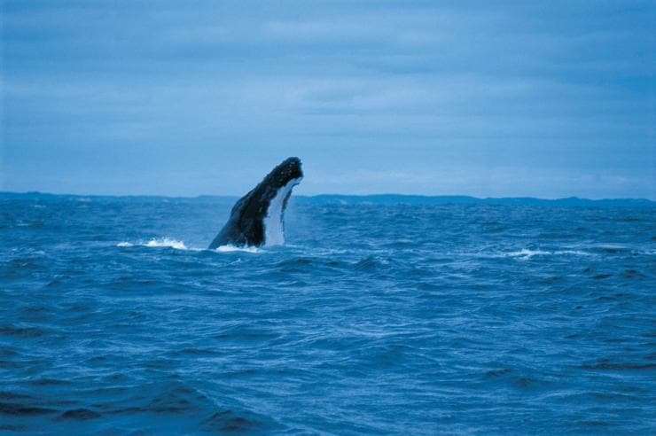 Avvistamento delle balene nei pressi di Augusta, Western Australia © Tourism Western Australia