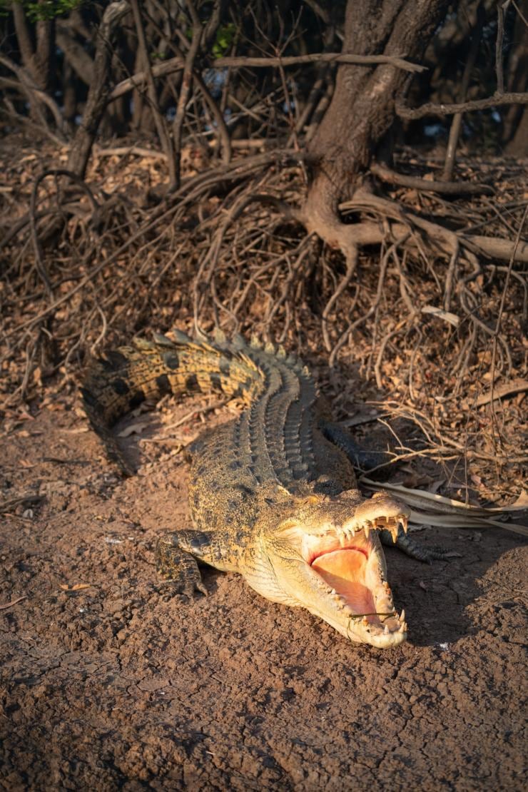 北領地卡卡杜國家公園的鱷魚©Daniel Tran，北領地旅遊局