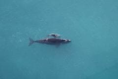 Humpback Whale with baby © South Australian Tourism Commission