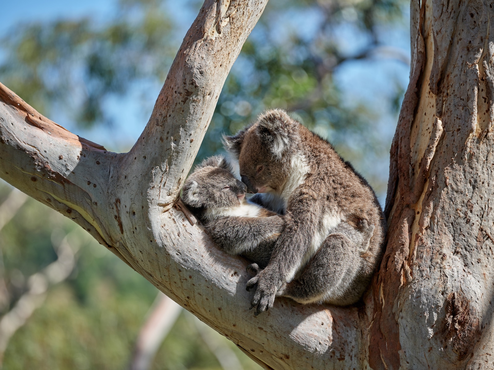 Can You Hug A Koala In Sydney