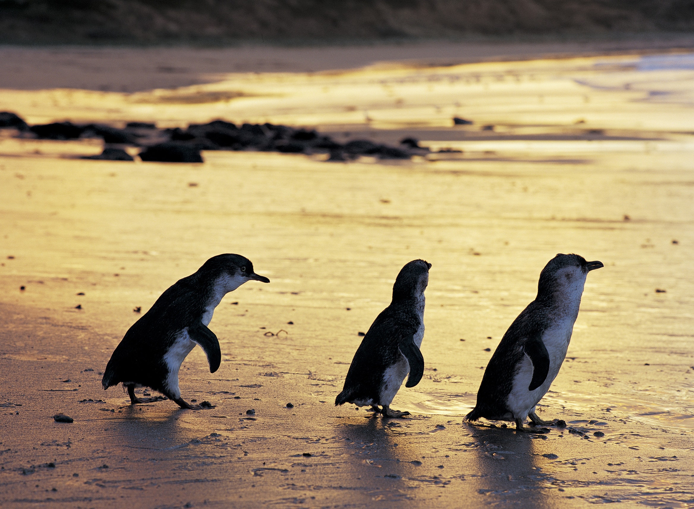 Guide to Phillip Island - Tourism Australia
