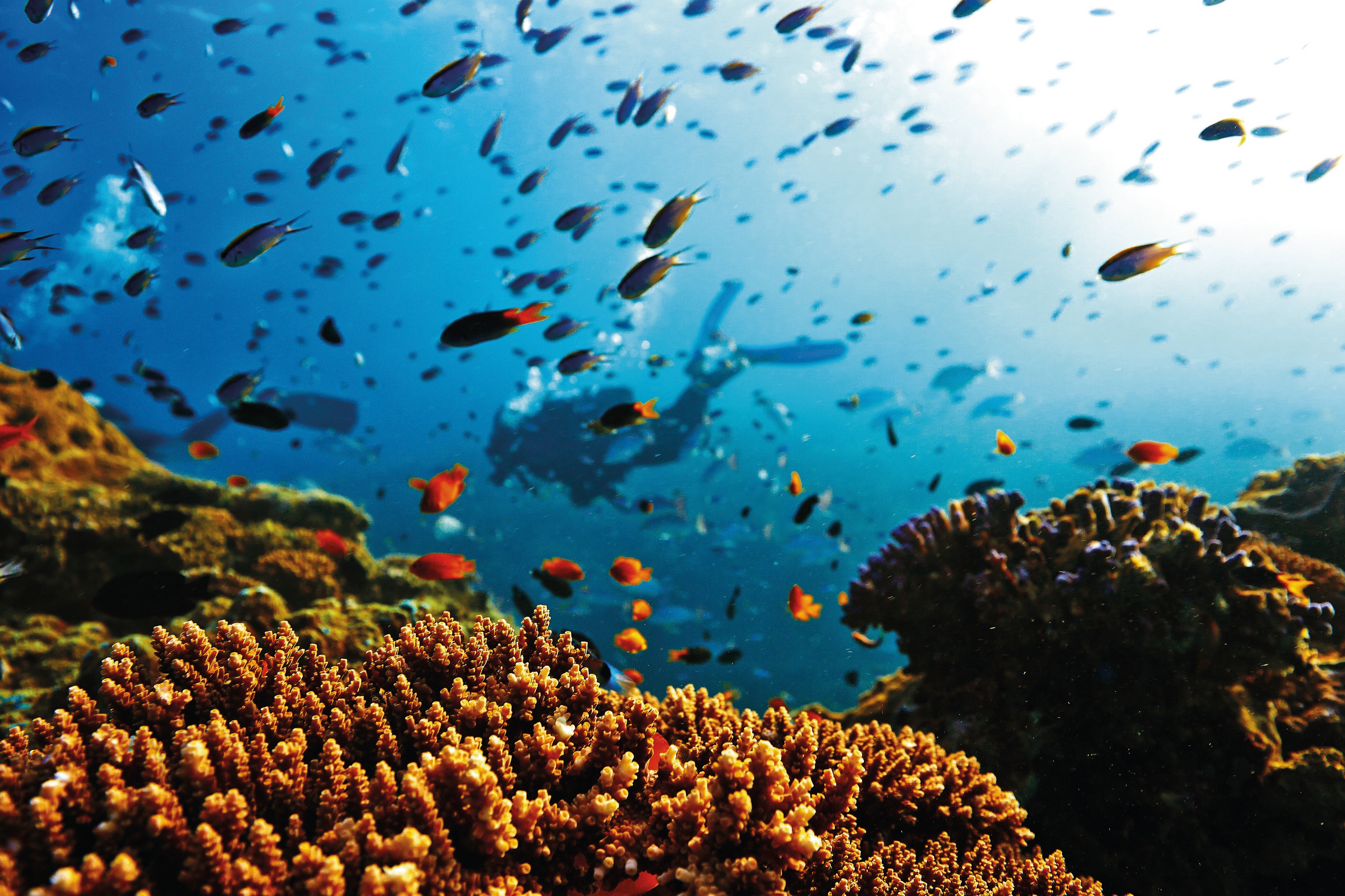 Exploring the Hidden Wonders: Coral Reefs of Australia | Balisharks.com