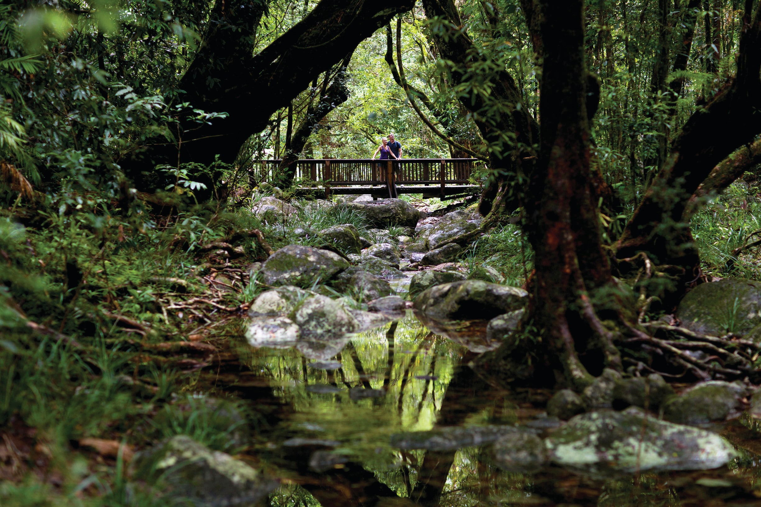 Guide to the Daintree Rainforest - Tourism Australia