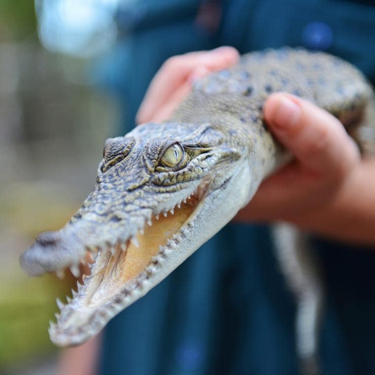 Un bébé crocodile dans le Territoire du Nord © Pirie Bath Photography