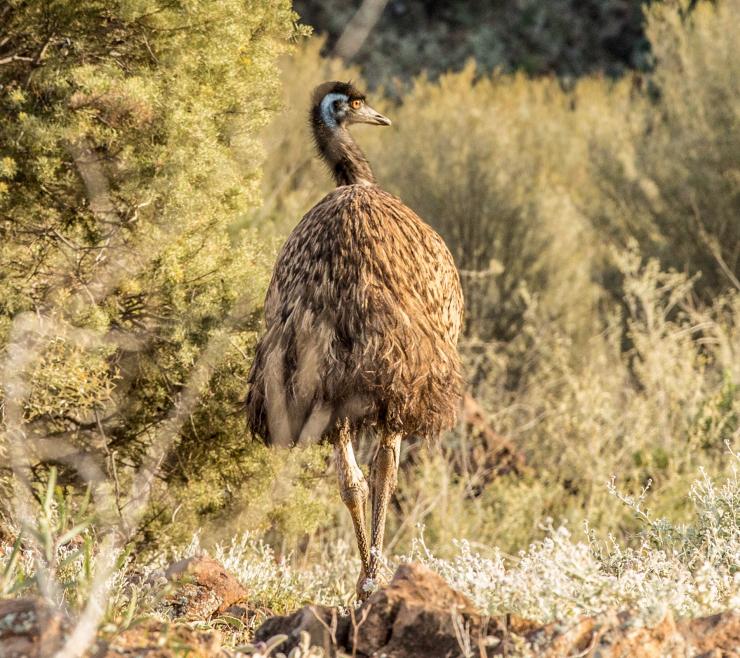 Emu at Arkaroola Wilderness Sanctuary, Arkaroola, Flinders Ranges, SA ©Tourism Australia