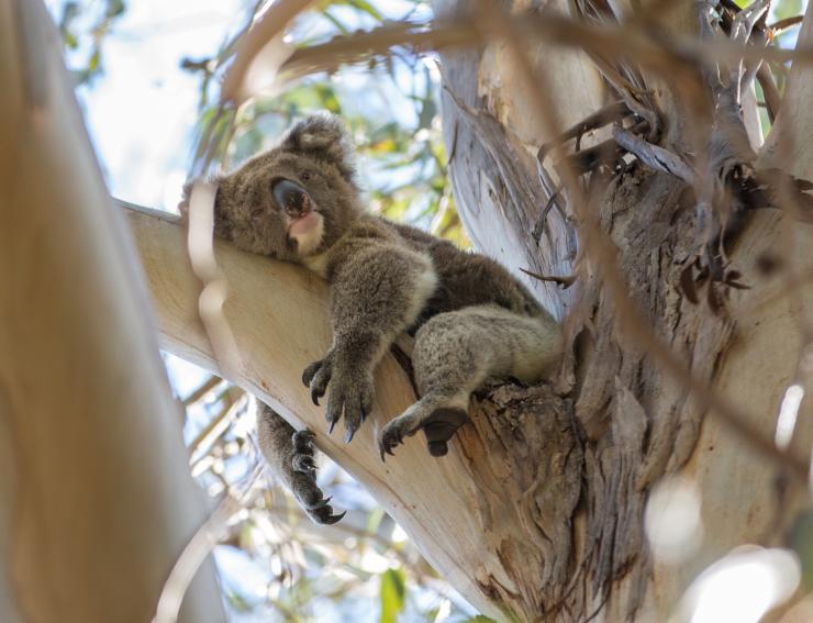 Dösender Koala © Tourism Australia
