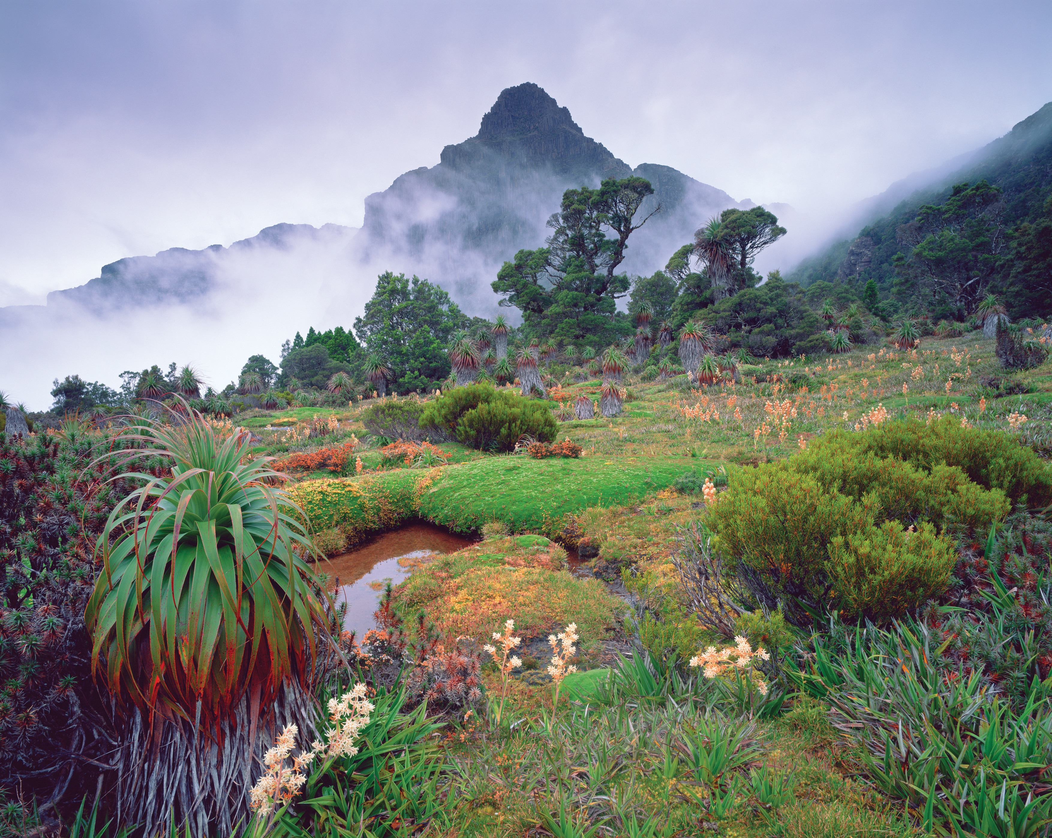 Australia S Native Plants Tourism Australia