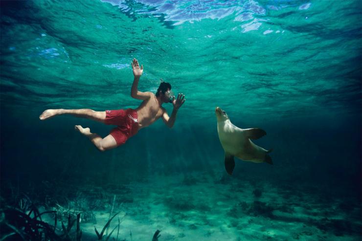 Swimming with the Sea Lions © SATC/Photographer