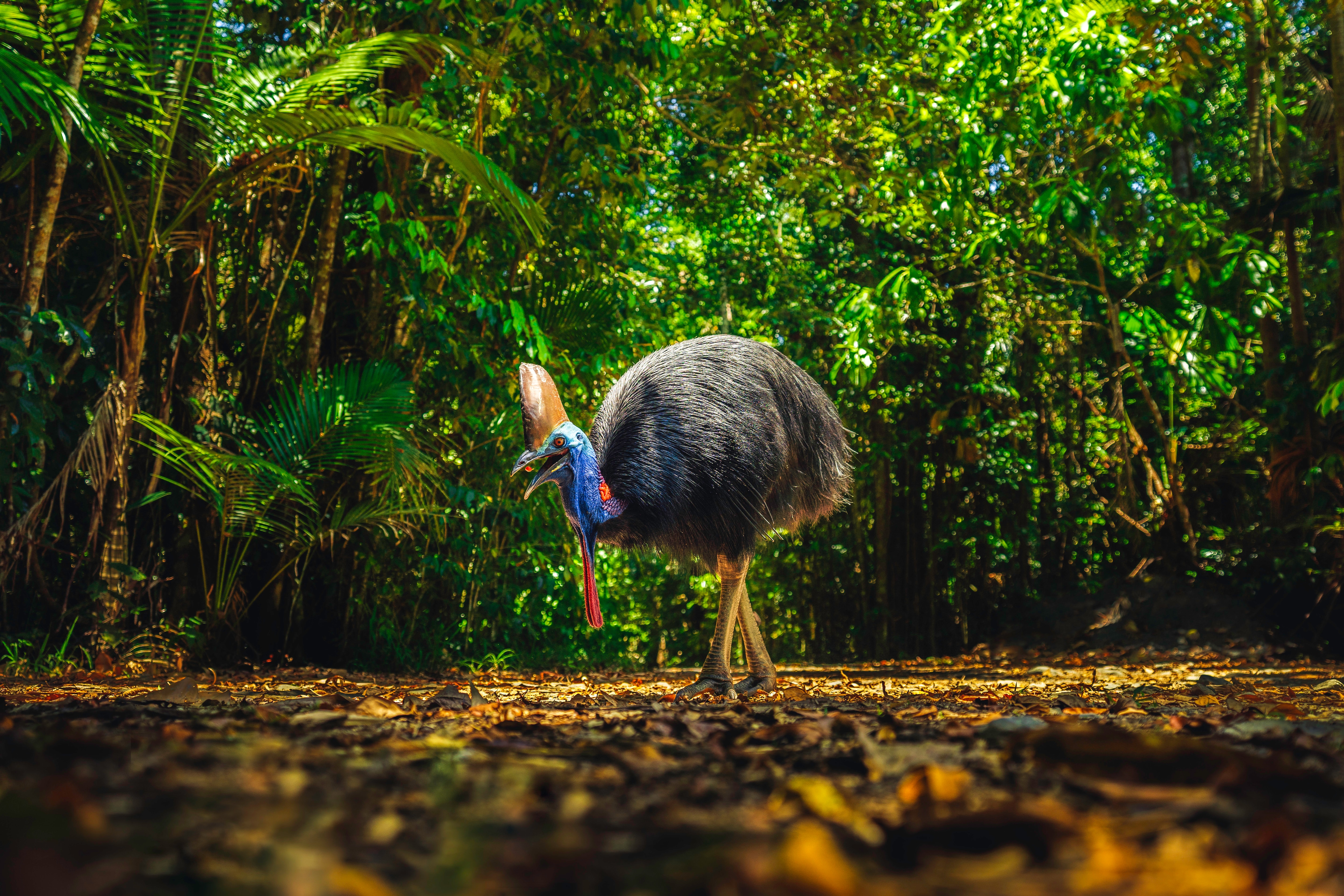 Guide to Rainforest - Tourism Australia