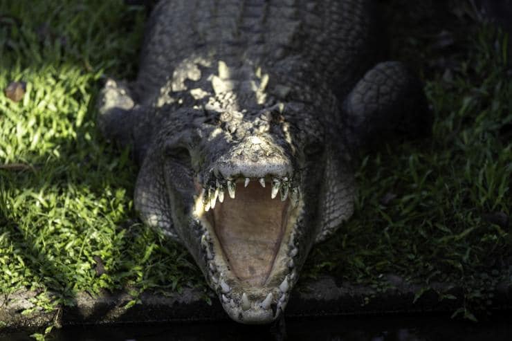 Crocodylus Park, Darwin, NT © Tourism Australia