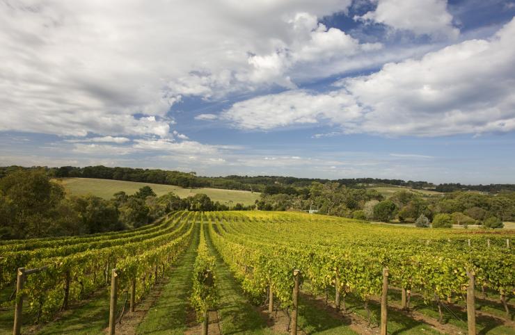 Vineyard in Mornington Peninsula © Victorian Wine Industry Association