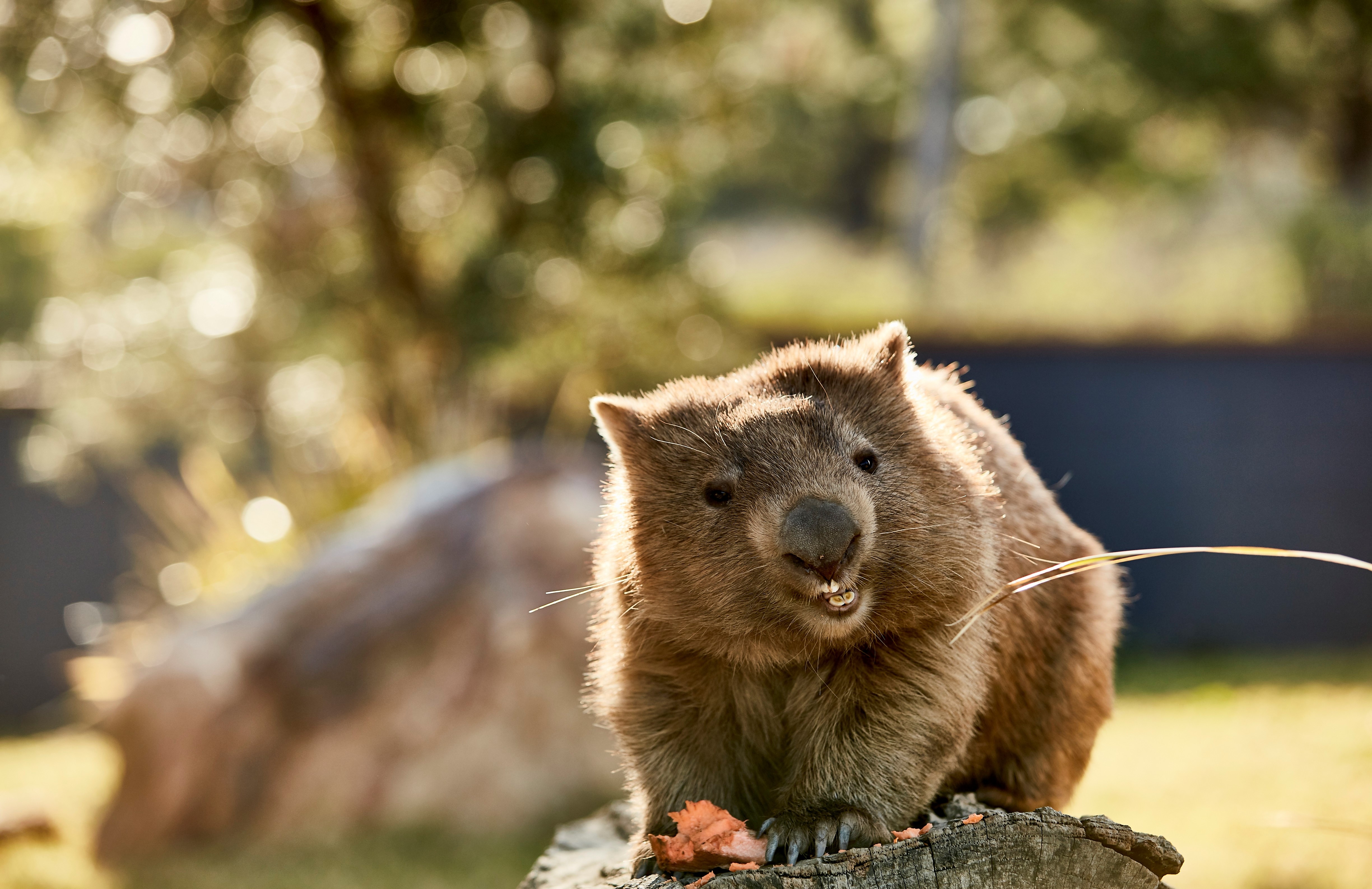 Animal encounters and wildlife experiences - Tourism Australia