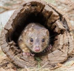 Ein Fleckschwanzbeutelmarder © Greg Snell Photography