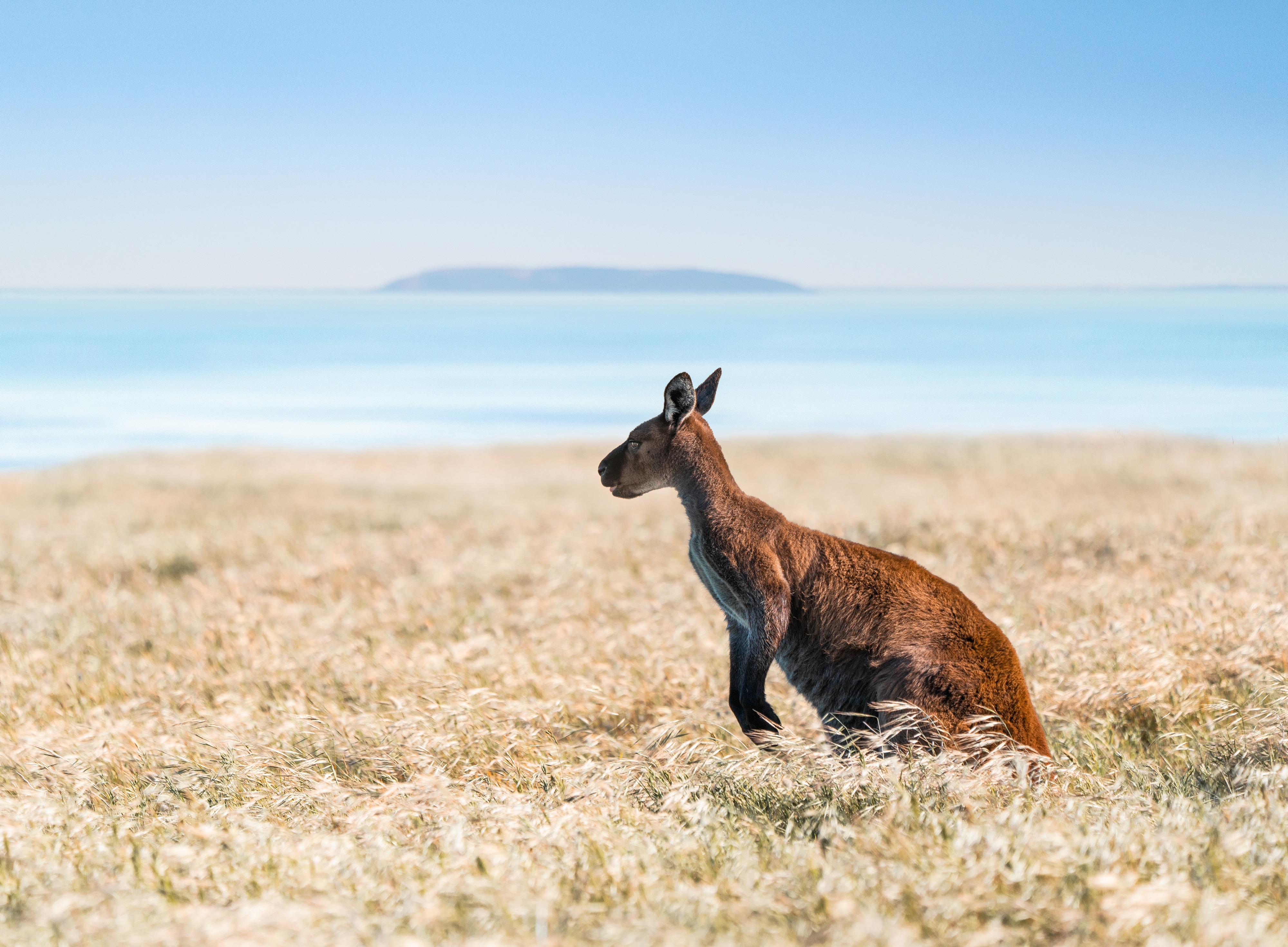 Where to spot kangaroos in the wild – Tourism Australia