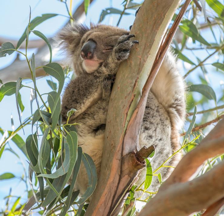 Koala at Hanson Bay Sanctuary, Kangaroo Island, SA © Tourism Australia