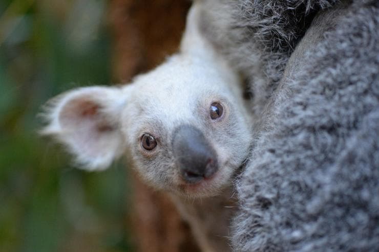 Ein Koala Joey mit Mama im Australia Zoo © Ben Beaden/Australia Zoo
