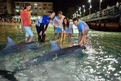 Feeding wild dolphins, Tangalooma Island Resort, Moreton Island, Queensland © Tourism and Events Queensland