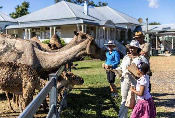 Familie füttert Kamele mit einem Mitarbeiter, Summer Land Camels, Harrisville, Queensland © Tourism Australia