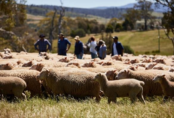 Ein Mann schert ein Schaf, Curringa Farm, Hamilton, Tasmanien © Tourism Australia