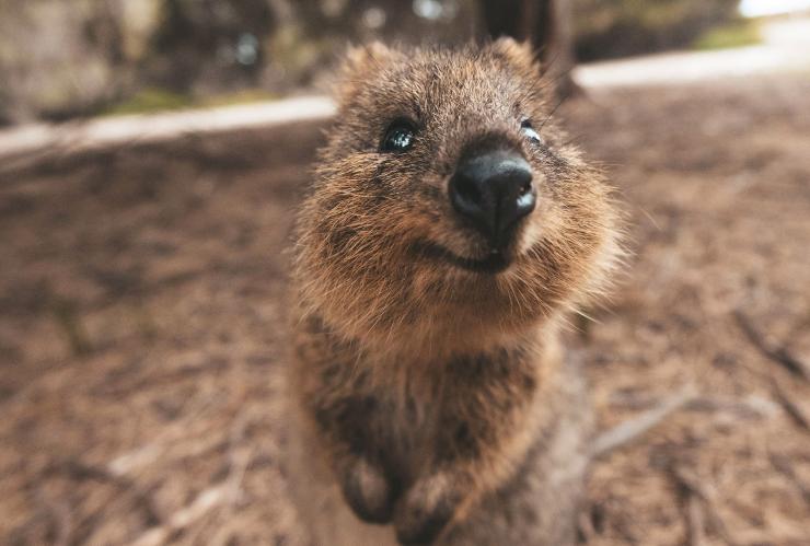 Lächelndes Quokka auf Rottnest Island, Westaustralien © James Vodicka