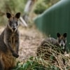 Zwei Kängurus blicken in die Kamera im Koala Conservation Reserve auf Phillip Island in Victoria © Tourism Australia