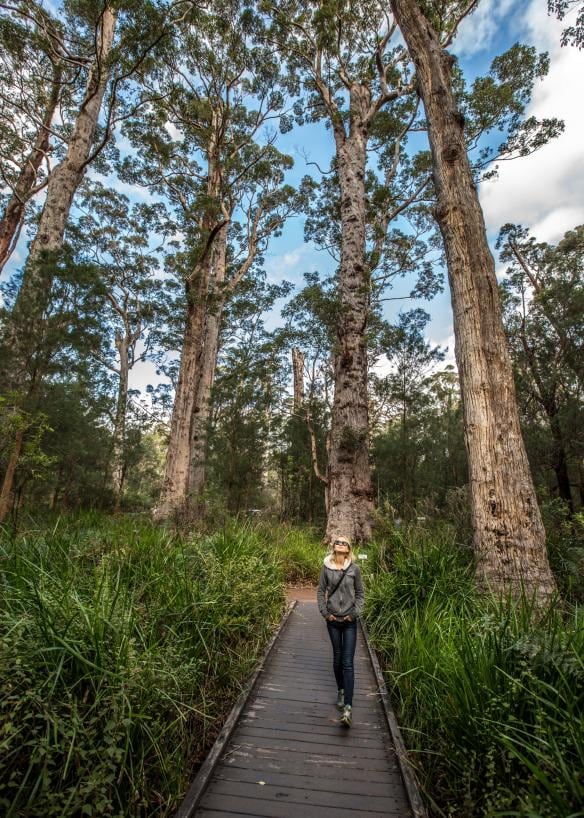 Valley of the Giants, Walpole, Westaustralien © Greg Snell Photography
