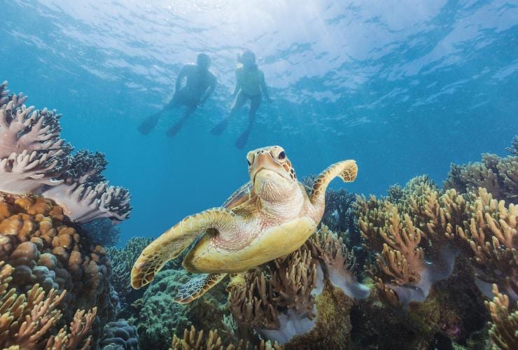 Eine Schildkröte schwimmt durch Michaelmas Cay, Queensland © Tourism and Events Queensland