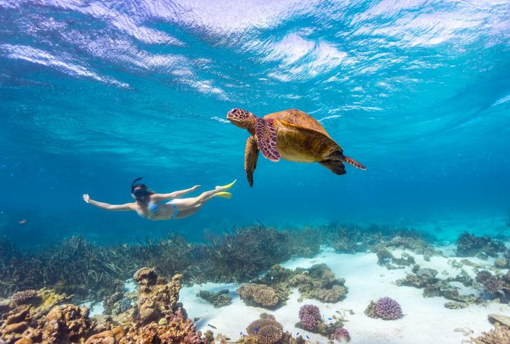 Grüne Meeresschildkröten, Ningaloo Reef, Westaustralien © Tourism Western Australia