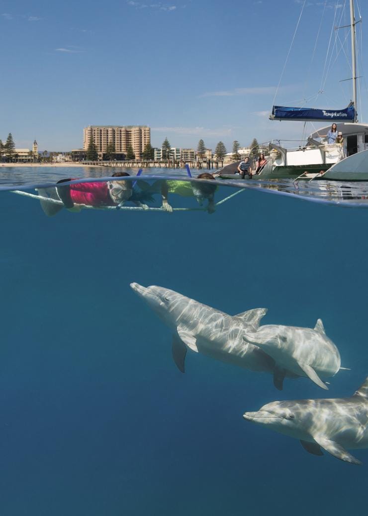 Schwimmen mit wilden Delfinen, Temptation Sailing, Südaustralien © South Australian Tourism Commission