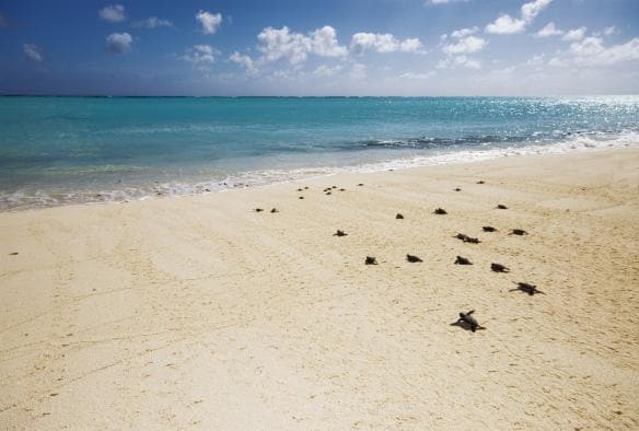 Grüne Meeresschildkröten, Heron Island, Queensland © Tourism and Events Queensland