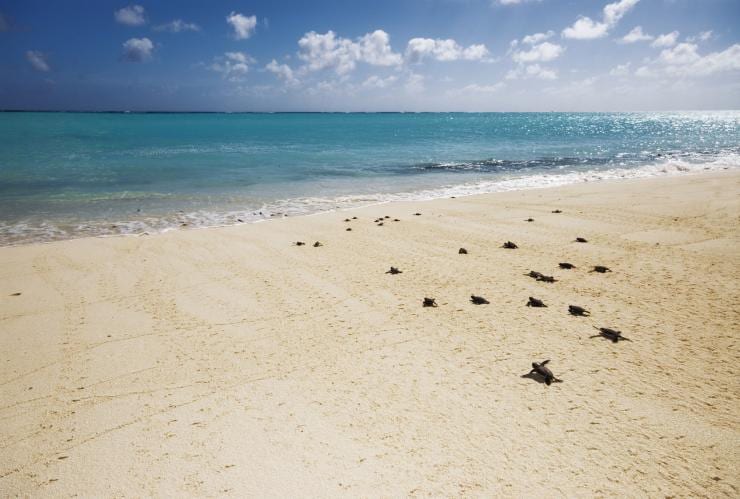 Grüne Meeresschildkröten, Heron Island, Queensland © Tourism and Events Queensland