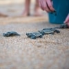 Babyschildkröten, die am Strand des Mon Repos Conservation Park freigelassen werden © Lauren Bath