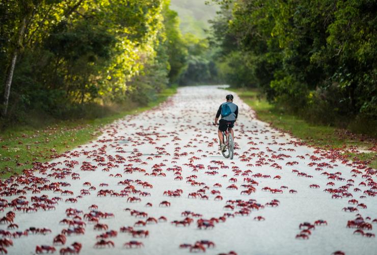 Eine Person fährt während der Wanderung der roten Krabben mit dem Fahrrad auf einem von Bäumen gesäumten und mit Krabben bedeckten Weg Fahrrad, Weihnachtsinsel © Christmas Island Tourism Association