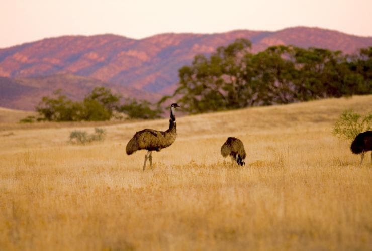 Emus stehen in einem goldfarbenen Feld, in der Ferne rosa Berge, Arkaba, Flinders Ranges, Südaustralien © Wild Bush Luxus