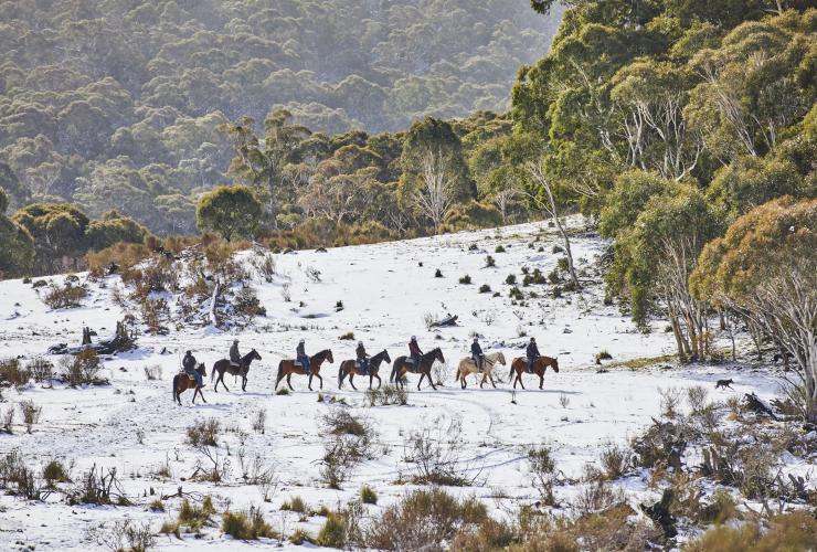 Menschen reiten mit Thredbo Valley Horse Riding in einer Reihe auf Pferden durch verschneites Buschland, Snowy Mountains, New South Wales © Tourism Australia
