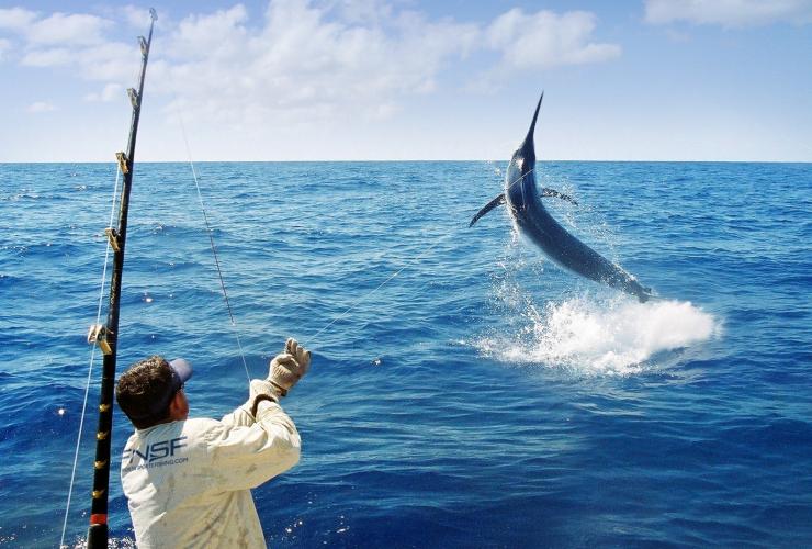 Eine Person wirft eine Angelrute in den Ozean aus und fängt einen Marlin, Far North Sports Fishing, Port Douglas, Queensland © Far North Sports Fishing