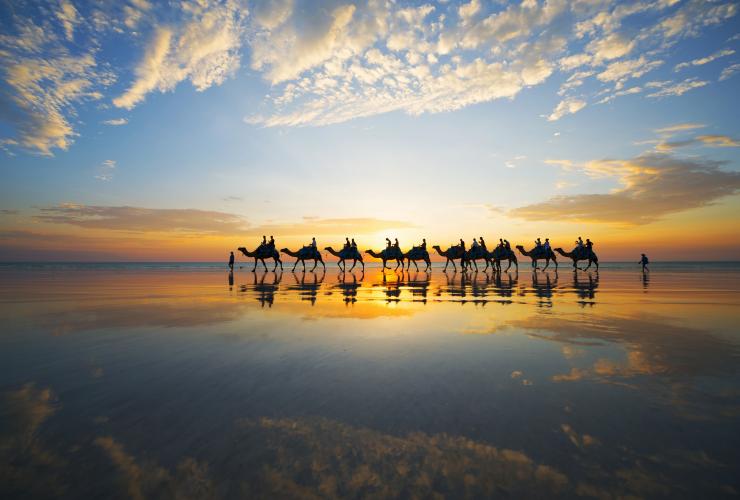 Kamele, Cable Beach, Broome, Westaustralien © Lauren Bath