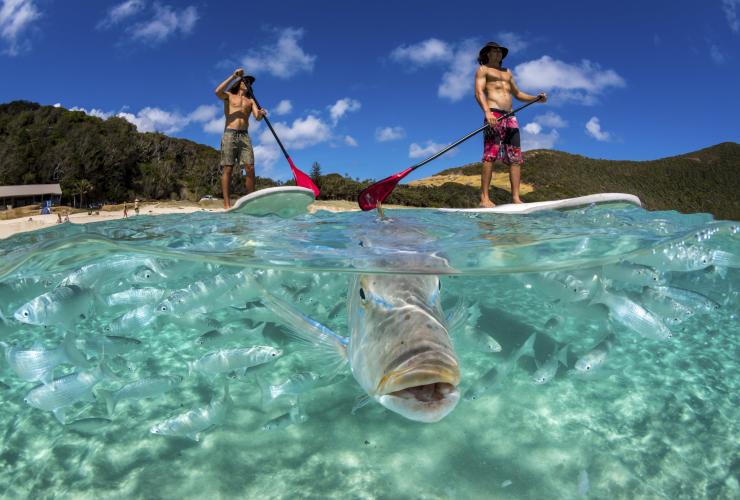 Neds Beach, Lord Howe Island, New South Wales © Destination NSW