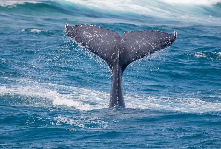 Live Ningaloo, Ningaloo Reef, Westaustralien © Live Ningaloo & Chris Jansen